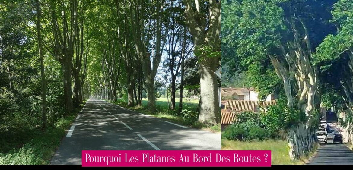 pourquoi-les-platanes-au-bord-des-routes