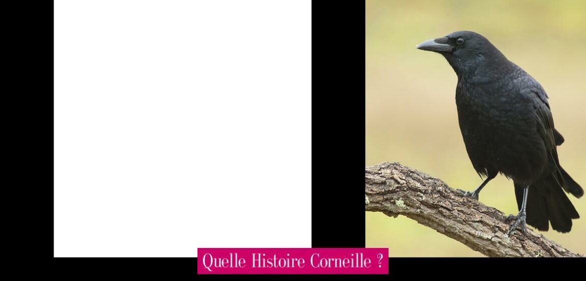 quelle-histoire-corneille